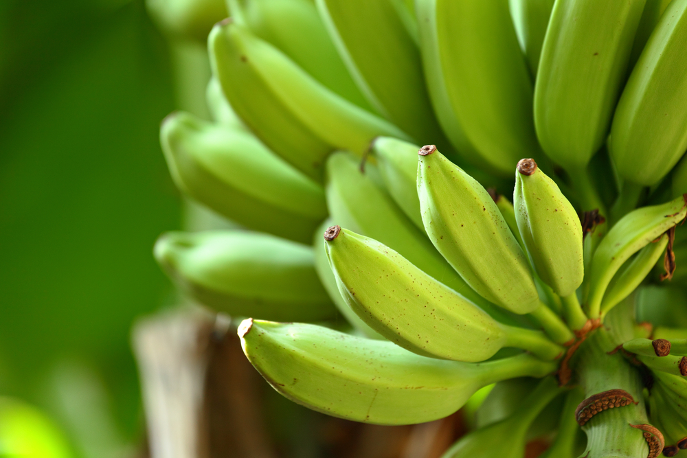 banana on tree