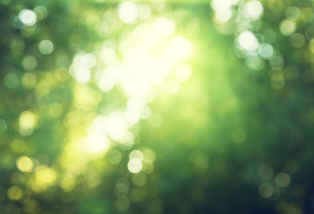 bokeh in sunny forest