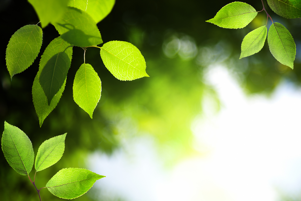 leaves in deep forest